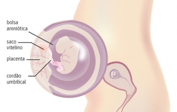 Vírus Zika e Placenta